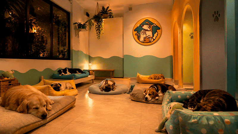 Hotel guardería para perros en Pereira y Dosquebradas recepción